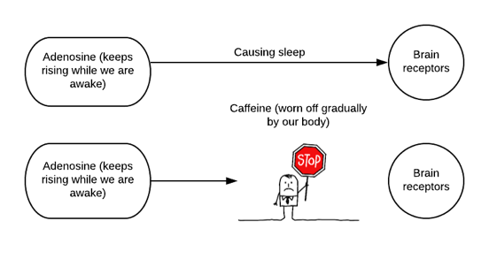 Caffeine effect