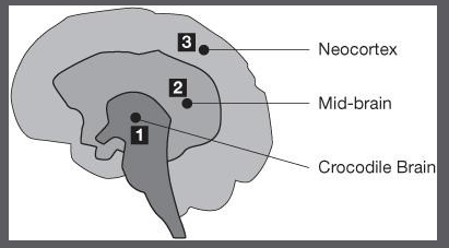 The human brain consists of Neocortex, Mid-brain and the Crocodile Brain