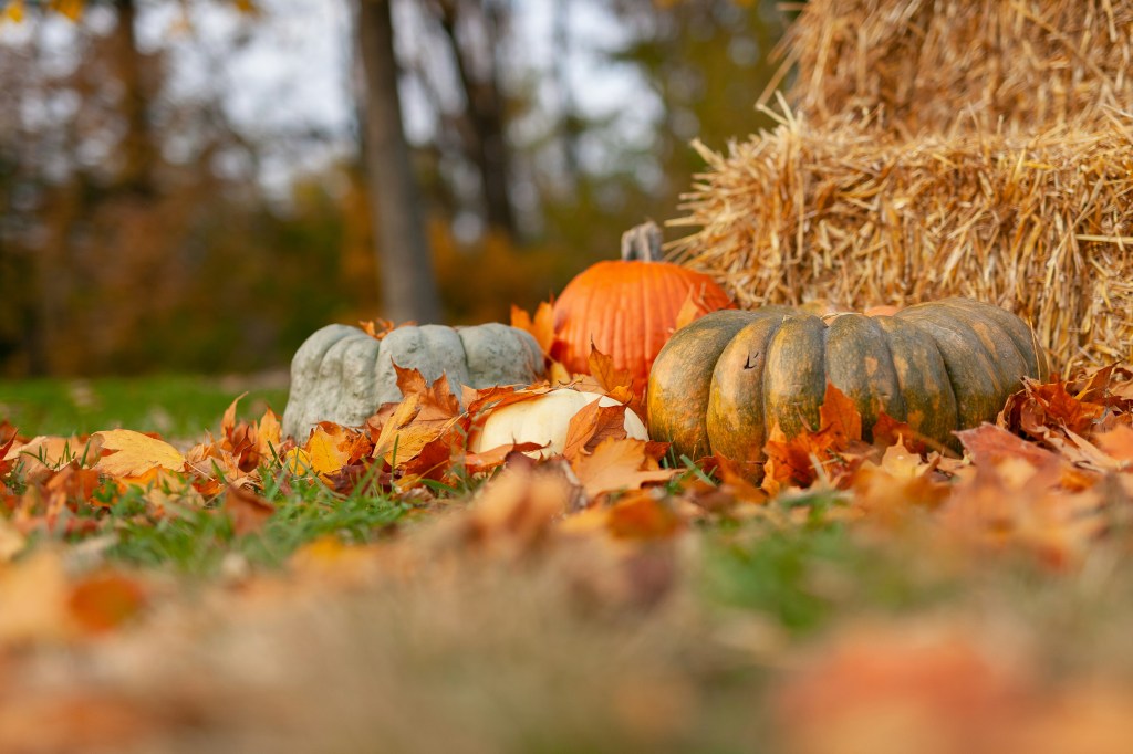 End of October by Joseph Gonzalez on Unsplash
